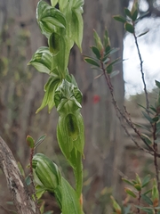 Pterostylis smaragdyna