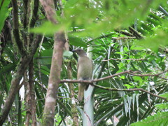 Ptilonorhynchus violaceus