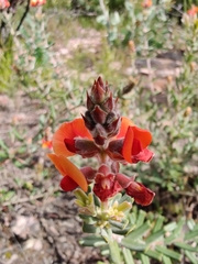 Pultenaea