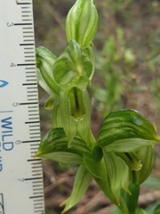 Pterostylis smaragdyna