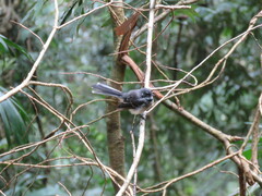 Rhipidura albiscapa
