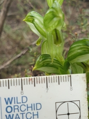 Pterostylis smaragdyna