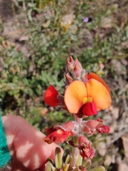 Pultenaea