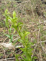 Pterostylis smaragdyna