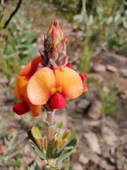 Pultenaea