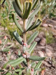 Pultenaea