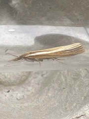 Agriphila tristella