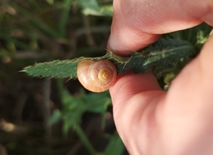 Cepaea