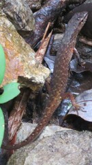 Saproscincus spectabilis