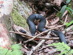 Pseudechis porphyriacus