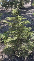 Cedrus