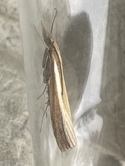 Agriphila tristella