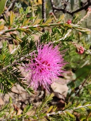 Myrtaceae