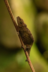 Rhampholeon gorongosae