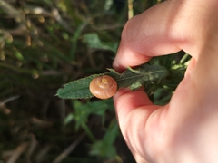 Cepaea