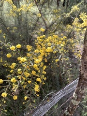 Acacia paradoxa