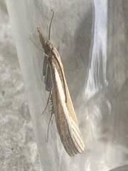 Agriphila tristella