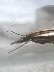 Agriphila tristella