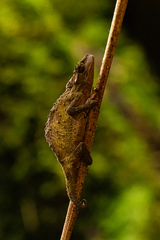 Rhampholeon gorongosae