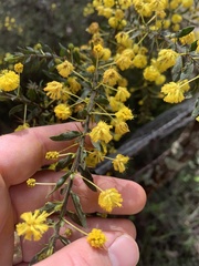 Acacia paradoxa