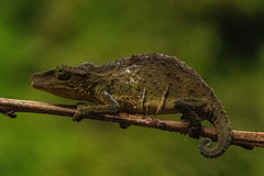 Rhampholeon gorongosae