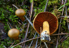 Cortinarius malicorius