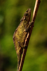 Rhampholeon gorongosae