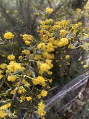 Acacia paradoxa