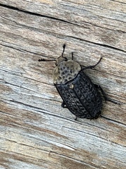 Thanatophilus lapponicus