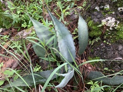 Agave
