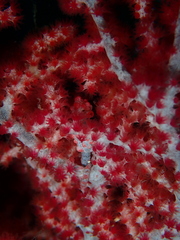 Hippocampus bargibanti