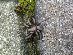 Araneae