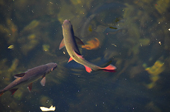 Scardinius erythrophthalmus