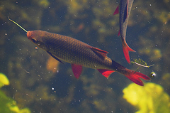 Scardinius erythrophthalmus