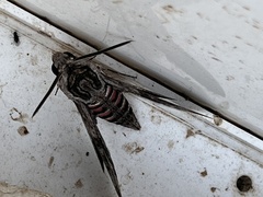 Agrius convolvuli
