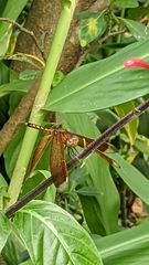 Neurothemis taiwanensis