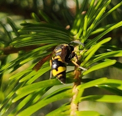 Eumenes