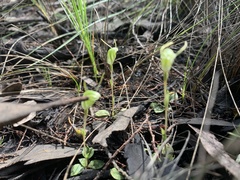 Pterostylis nana