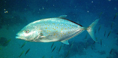 Flavocaranx bajad