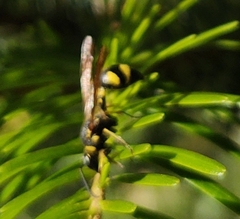 Eumenes