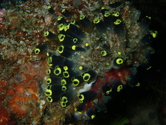 Clavelina robusta