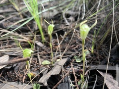 Pterostylis nana