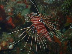 Pterois antennata