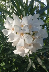 Nerium oleander