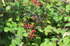 Rubus