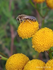 Seladonia