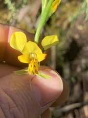Diuris