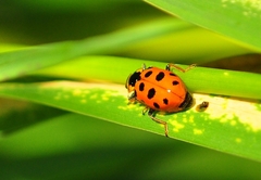 Hippodamia tredecimpunctata