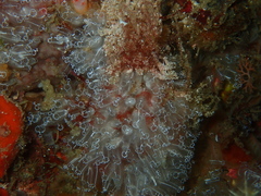 Ascidiacea