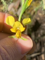 Diuris